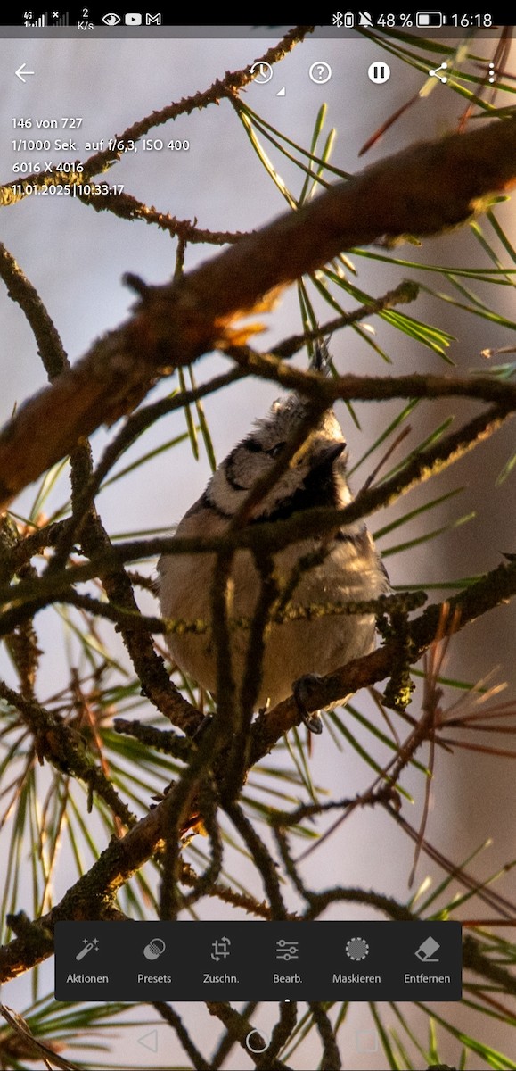 Crested Tit - ML629035409