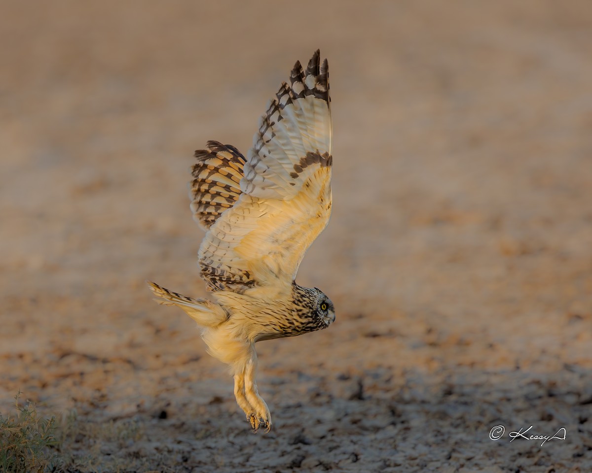 Short-eared Owl - ML629035563