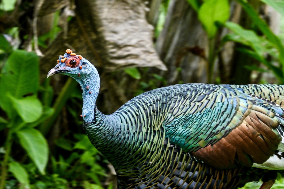 Ocellated Turkey - ML629035684