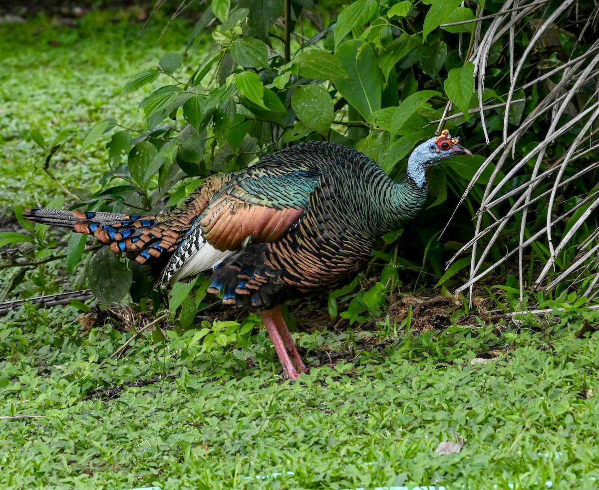 Ocellated Turkey - ML629035685