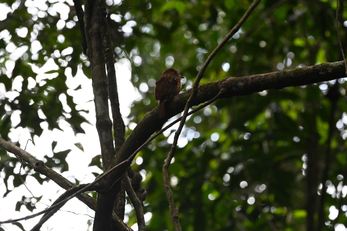 White-whiskered Puffbird - ML629035708