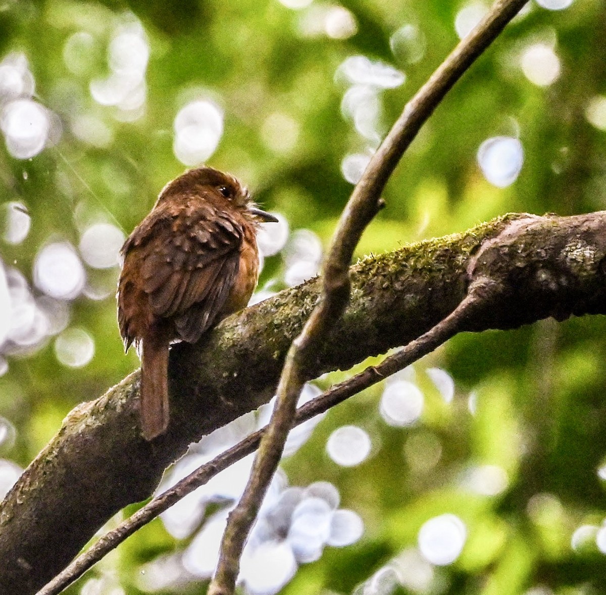 White-whiskered Puffbird - ML629035709