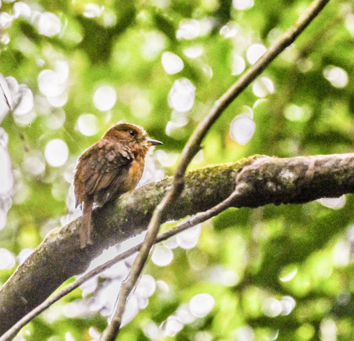 White-whiskered Puffbird - ML629035710