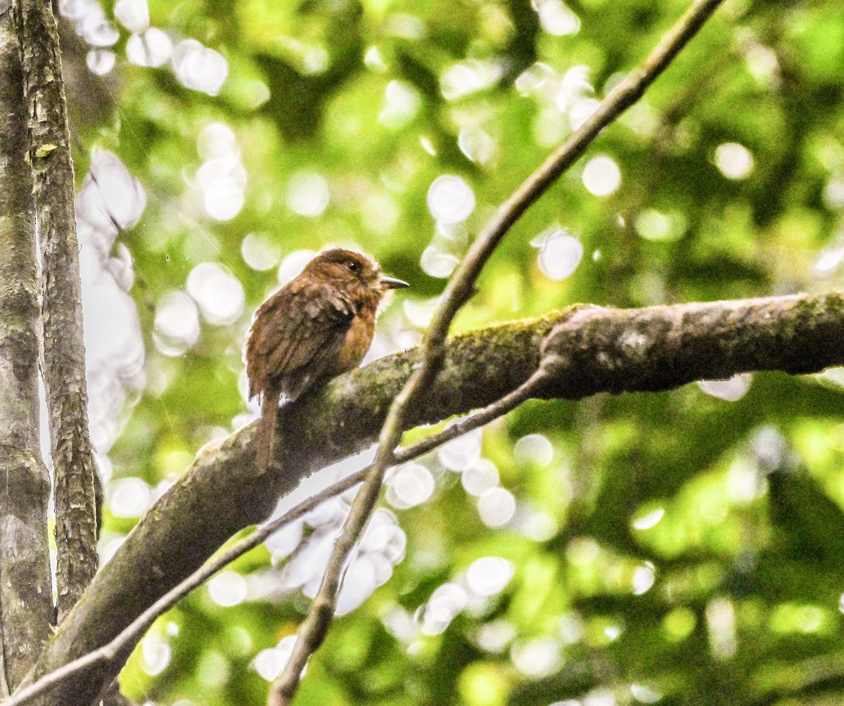 White-whiskered Puffbird - ML629035711