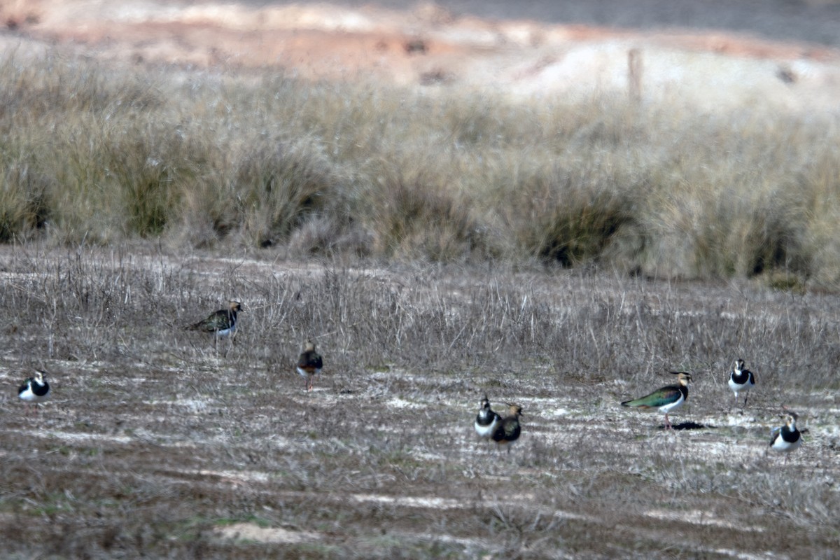 Northern Lapwing - ML629035718