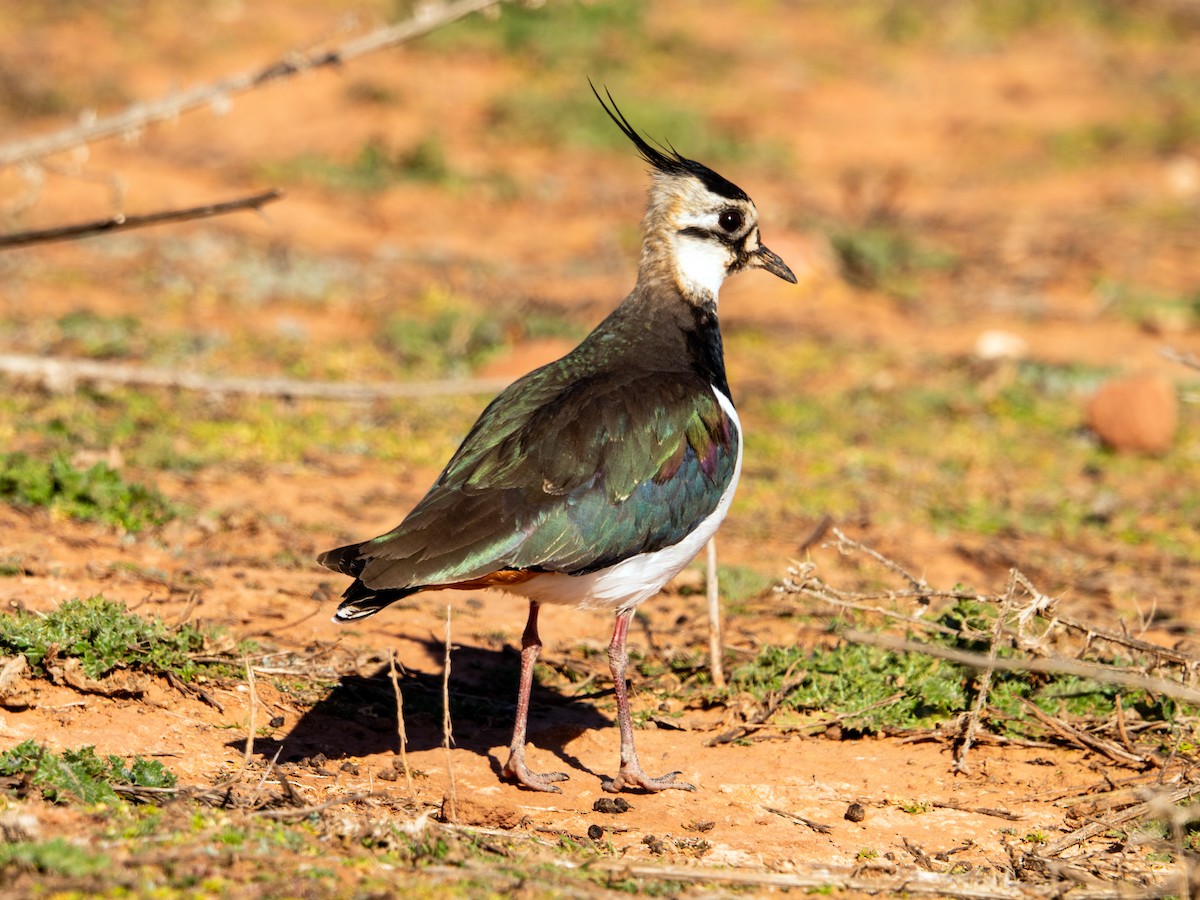 Northern Lapwing - ML629035719