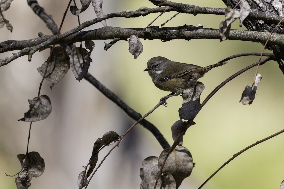 White-browed Scrubwren - ML629036139