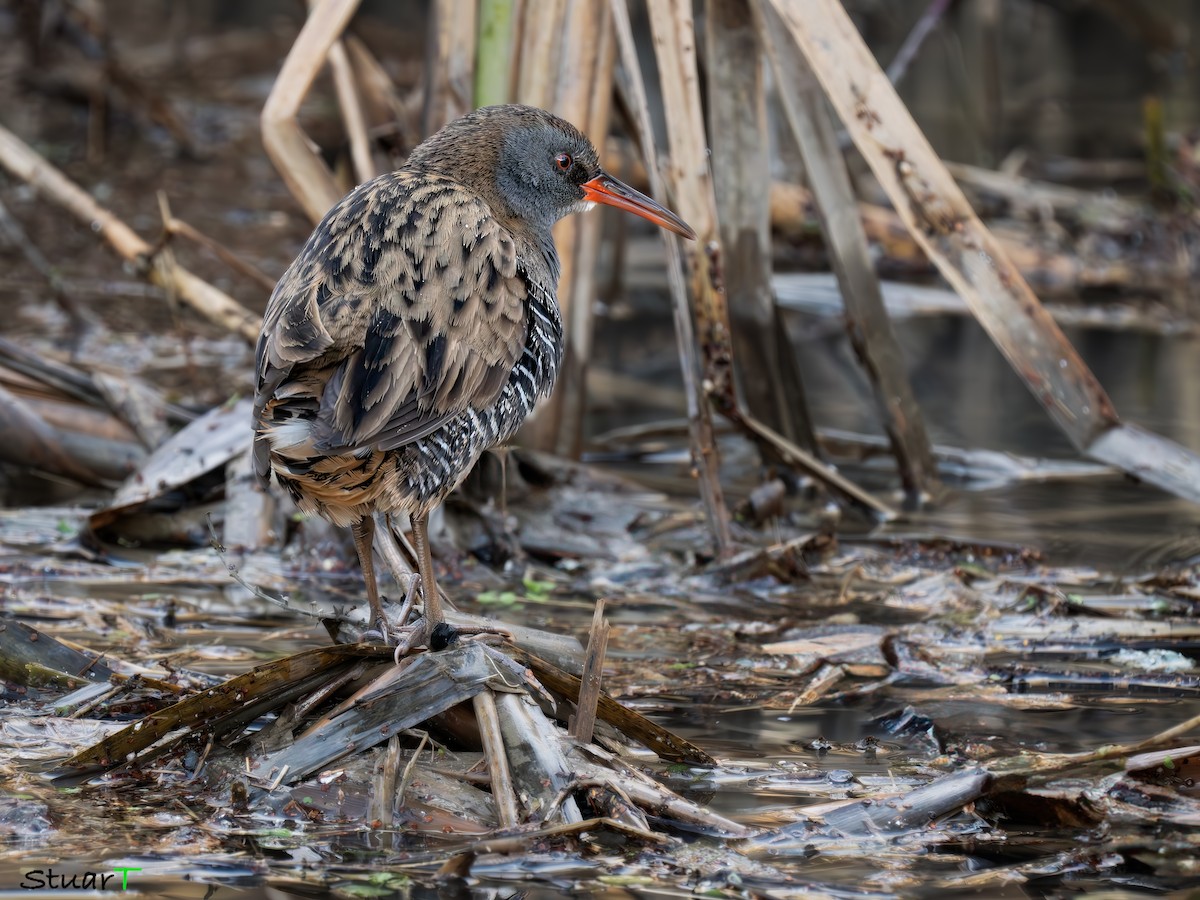 Water Rail - ML629036337