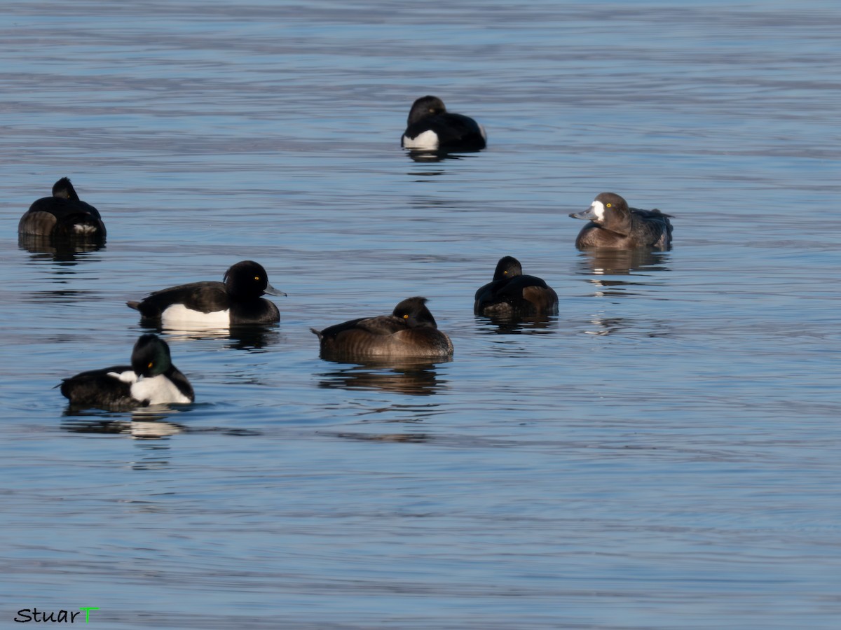 Greater Scaup - ML629036377
