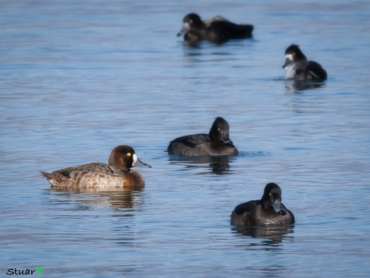 Greater Scaup - ML629036378