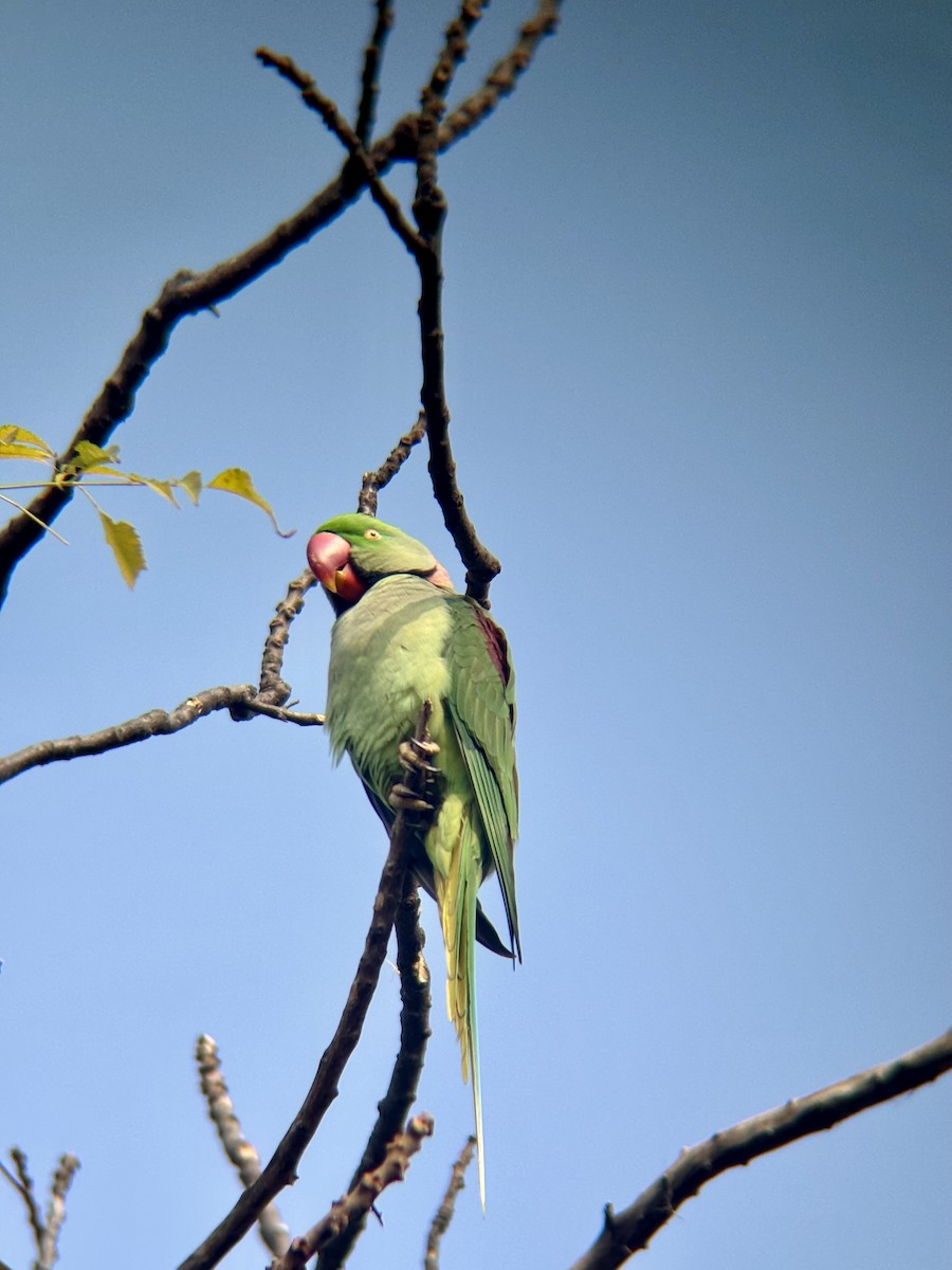 Alexandersittich - ML629036431