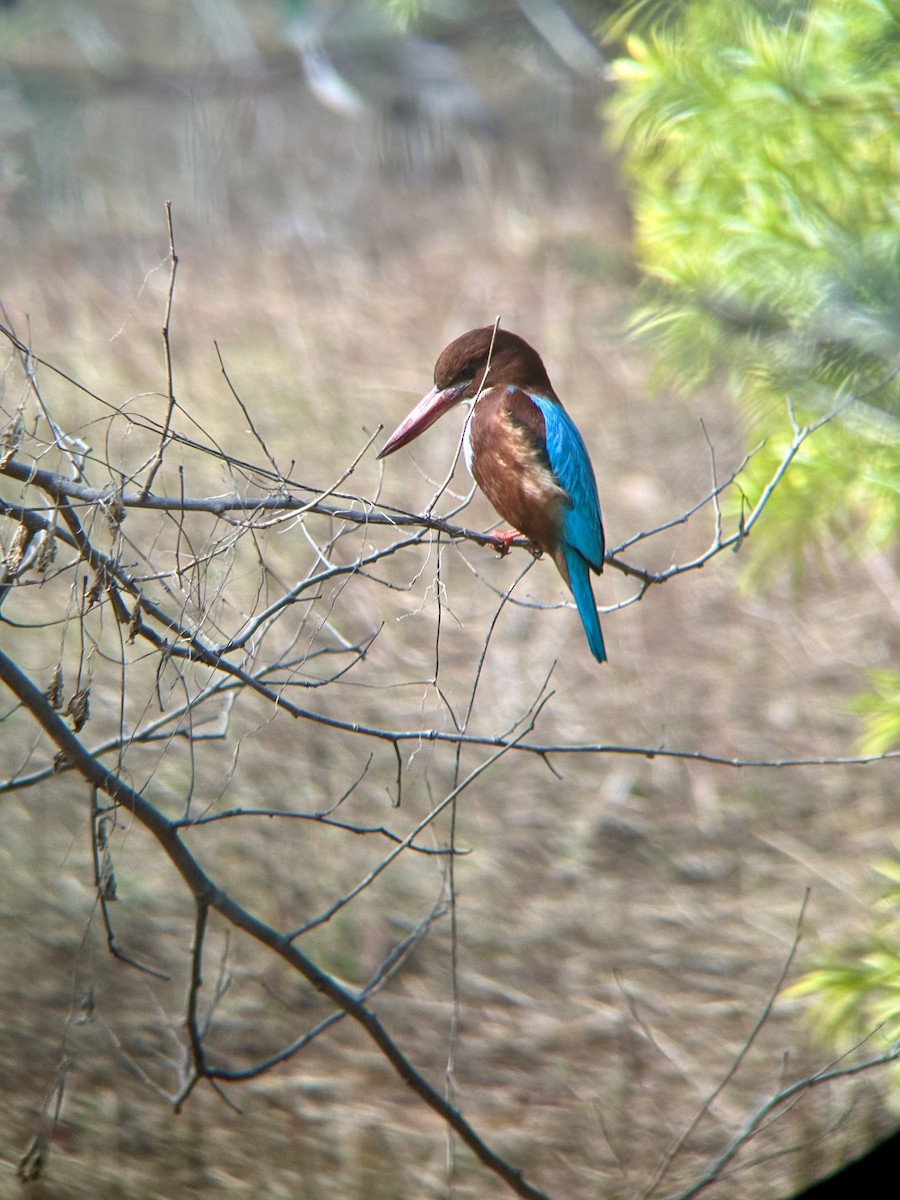 Braunliest - ML629036484