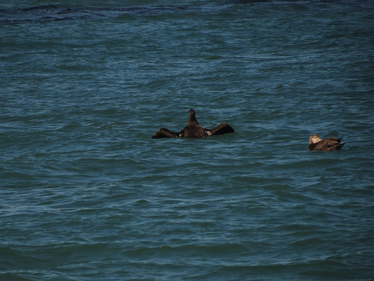 Southern Giant-Petrel - ML629036517