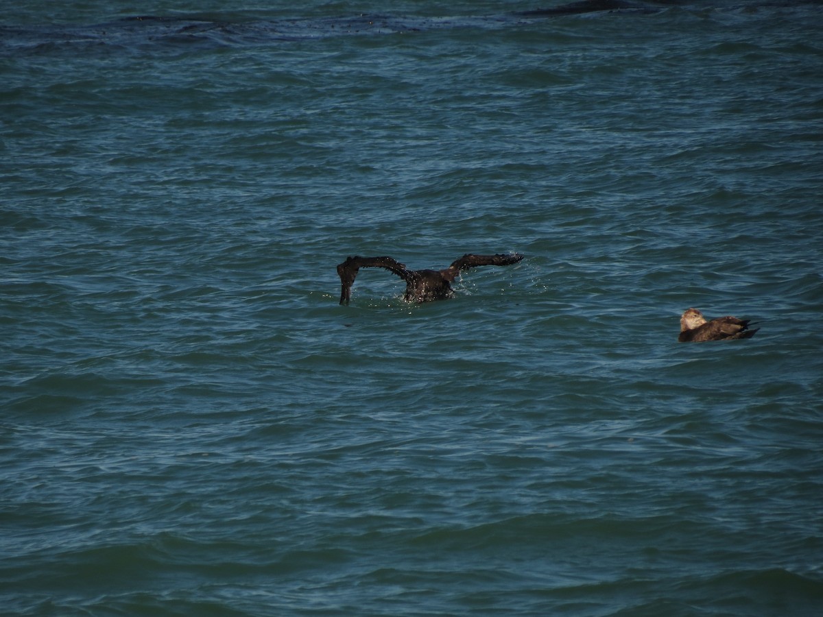 Southern Giant-Petrel - ML629036518