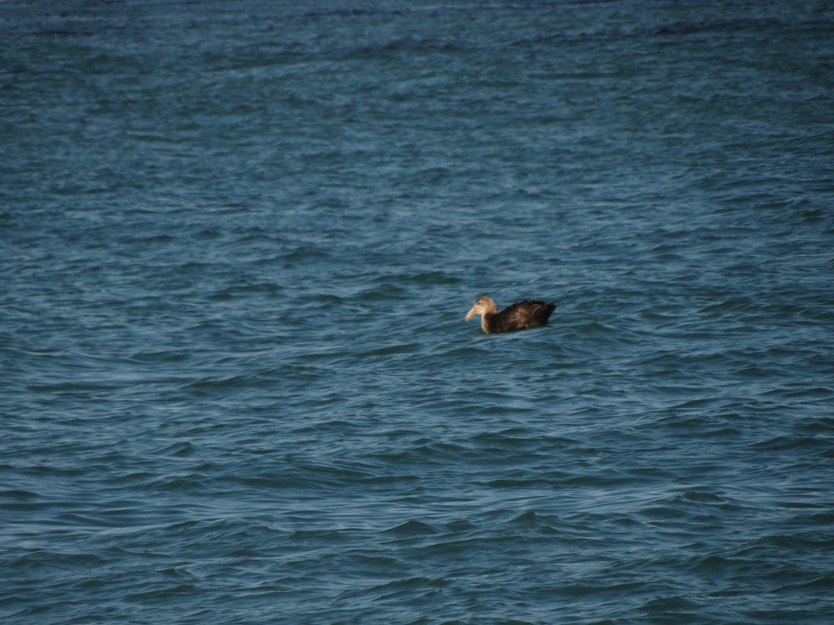 Southern Giant-Petrel - ML629036538