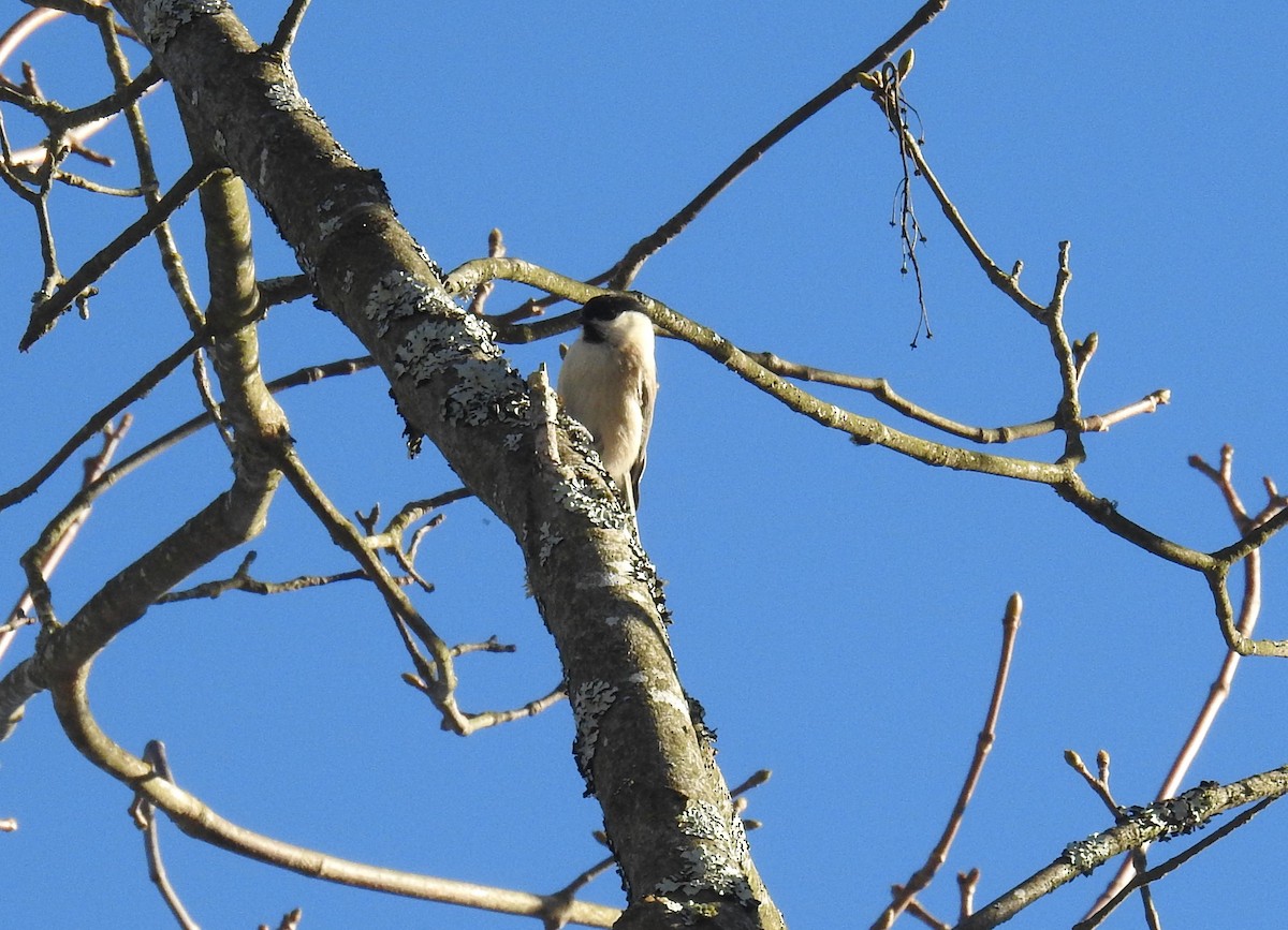 Хүрэн толгойт хөх бух - ML629036589