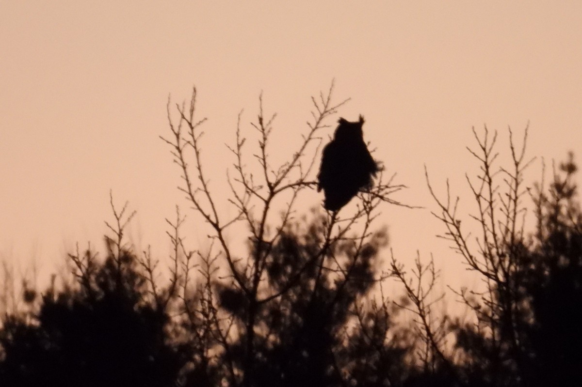 Great Horned Owl - ML629036649