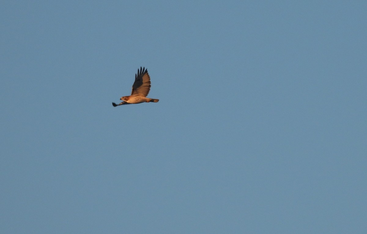 Red-tailed Hawk - ML629036653