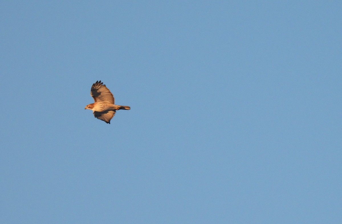 Red-tailed Hawk - ML629036654