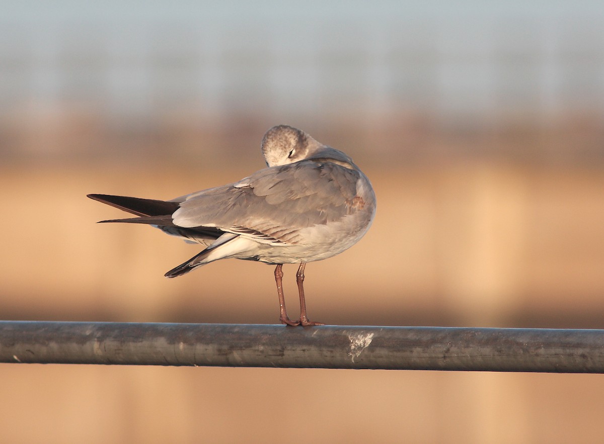 Laughing Gull - ML629036682