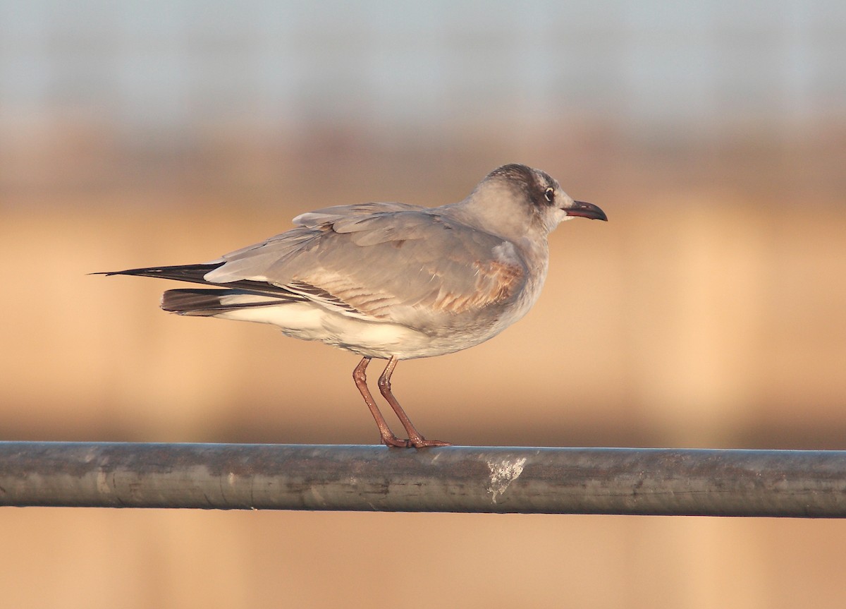 Laughing Gull - ML629036683