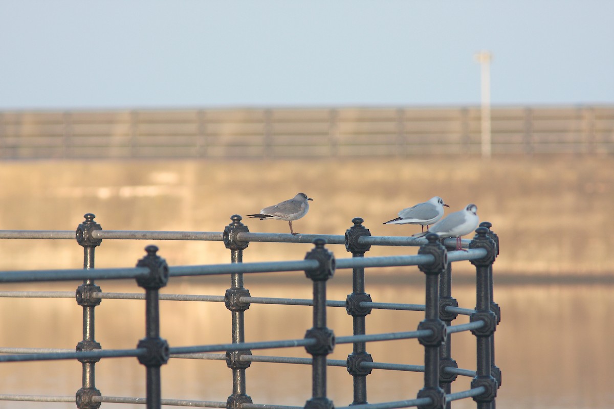 Laughing Gull - ML629036684