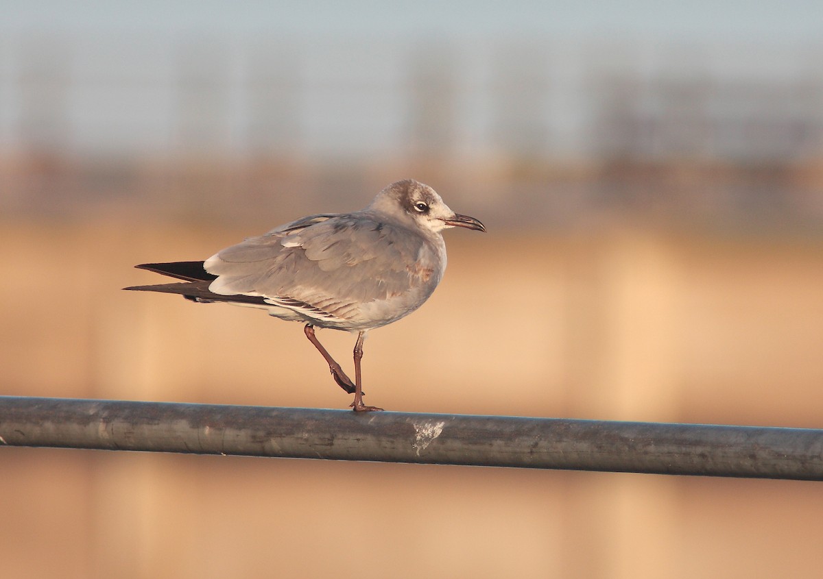 Laughing Gull - ML629036685