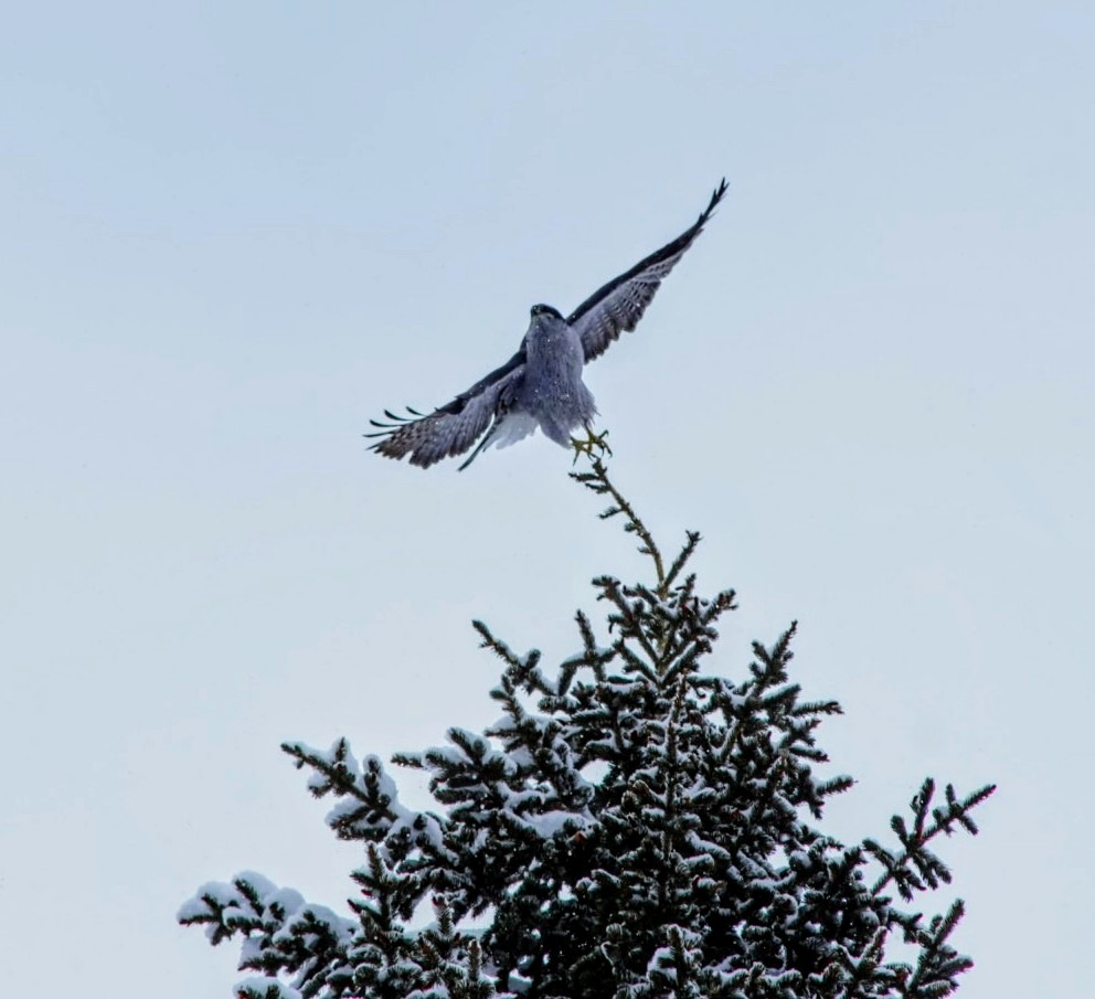 American Goshawk - ML629036843