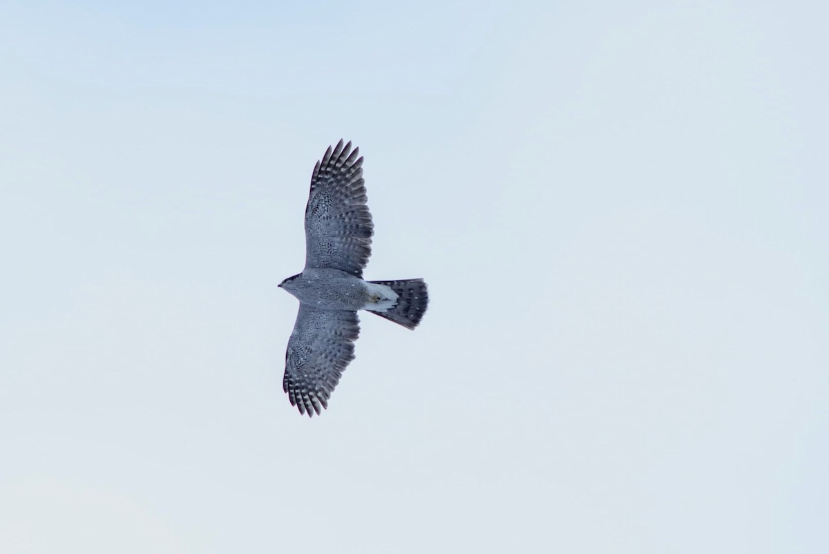 American Goshawk - ML629036855