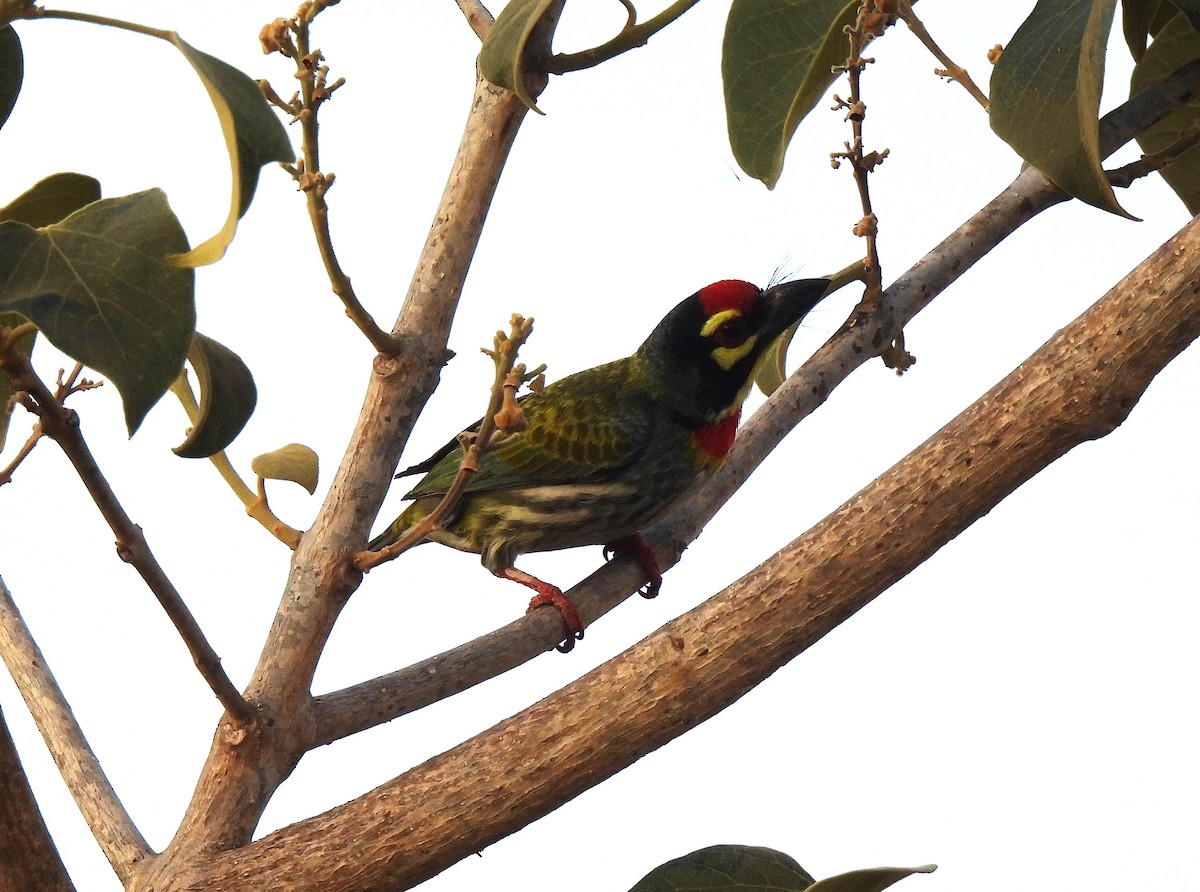 Coppersmith Barbet - ML629037161