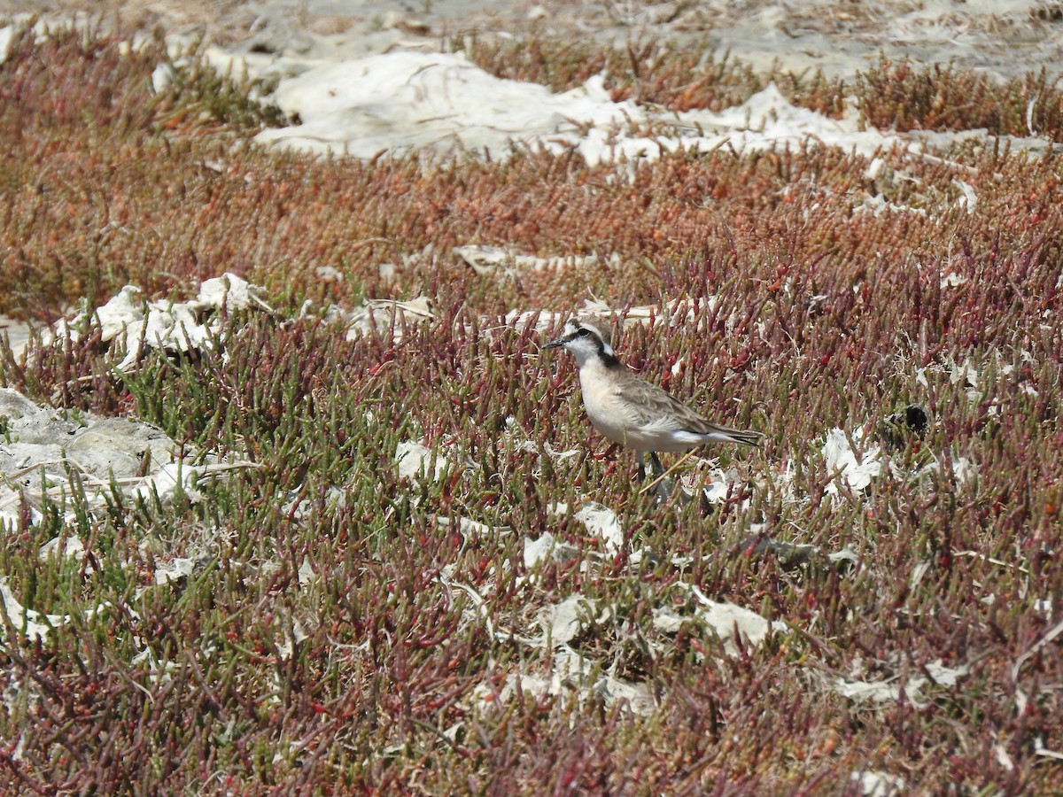 Kittlitz's Plover - ML629037173