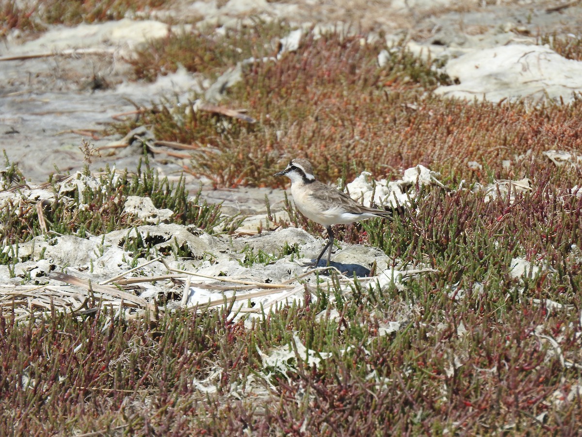 Kittlitz's Plover - ML629037174