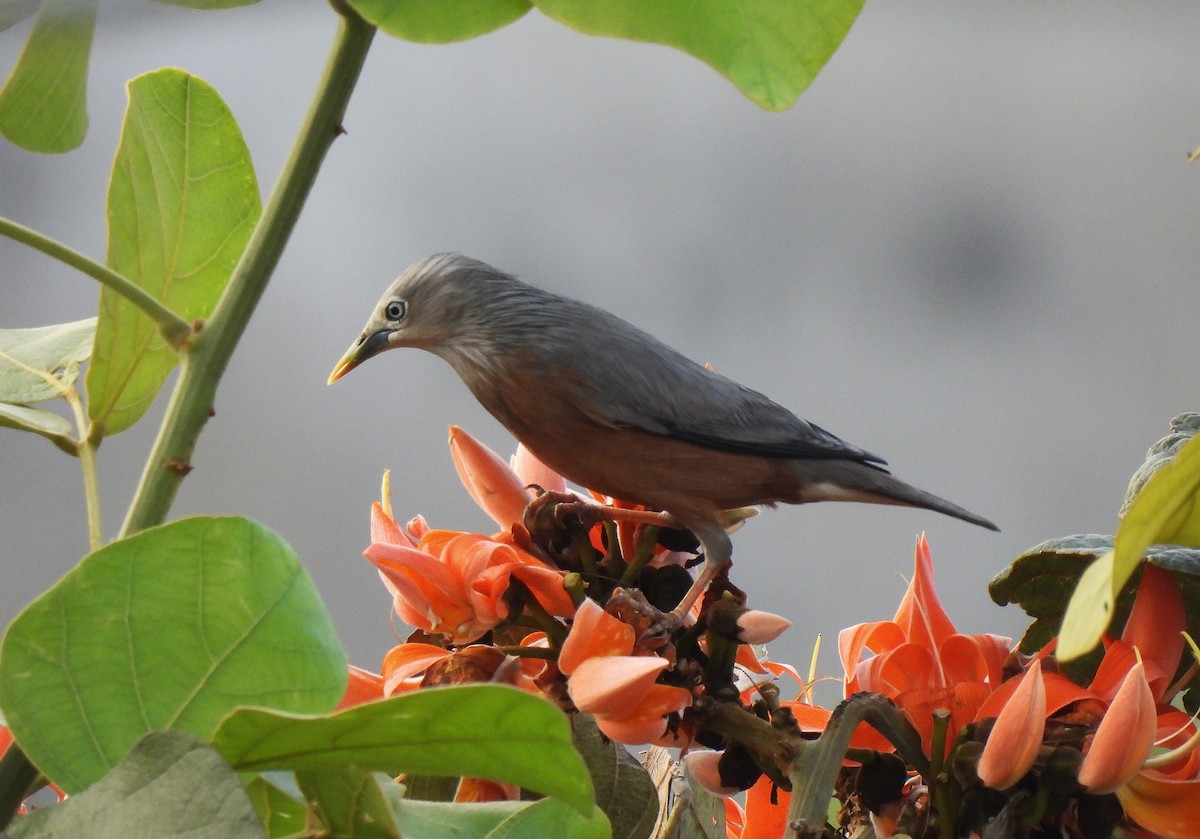 Chestnut-tailed Starling - ML629037177