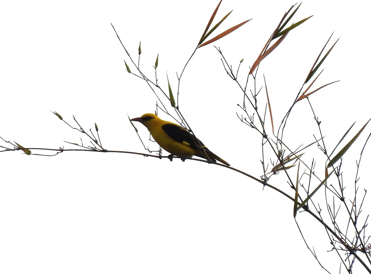 Indian Golden Oriole - ML629037195