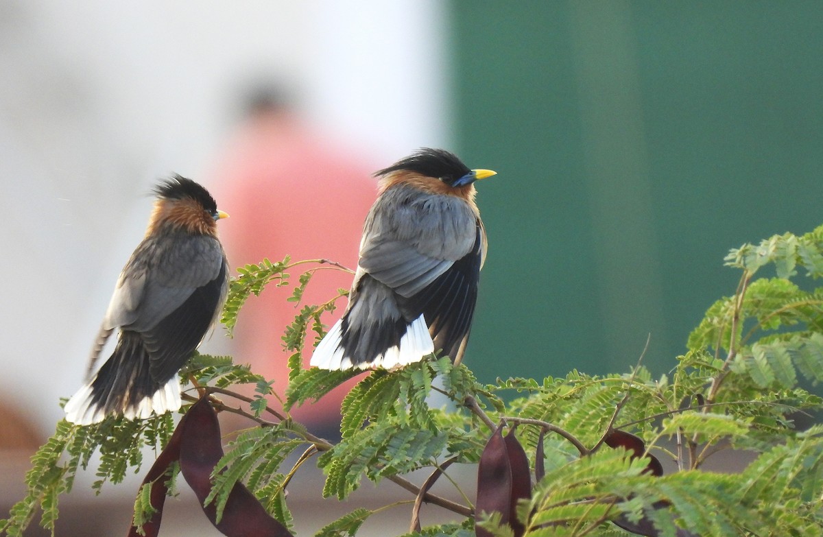 Brahminy Starling - ML629037437
