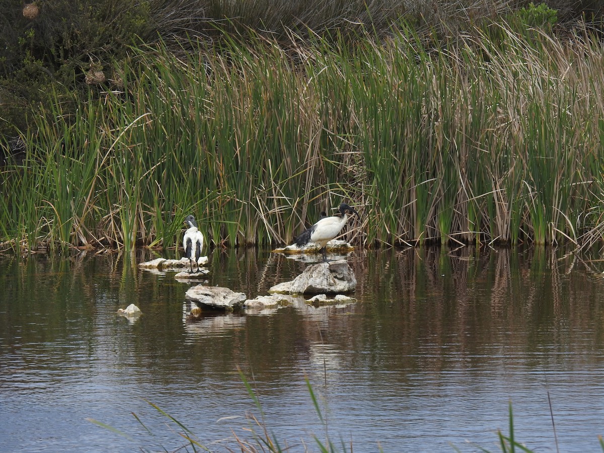 African Sacred Ibis - ML629037697