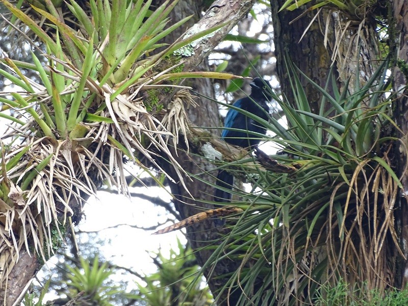 Bushy-crested Jay - ML629037723