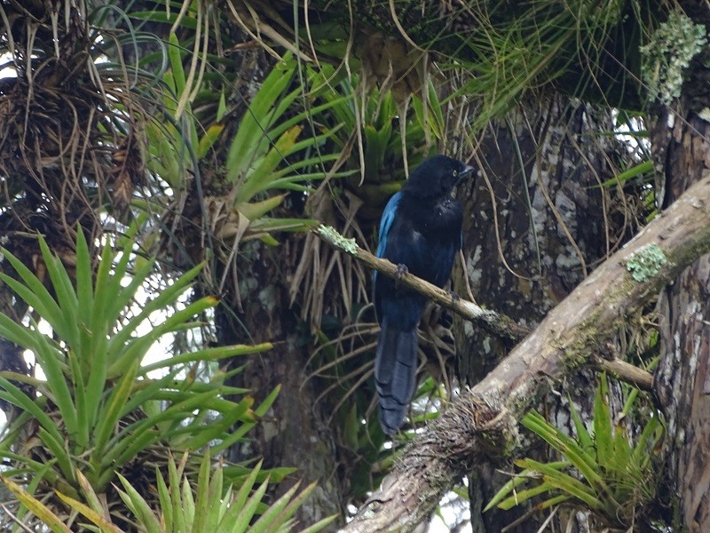 Bushy-crested Jay - ML629037724