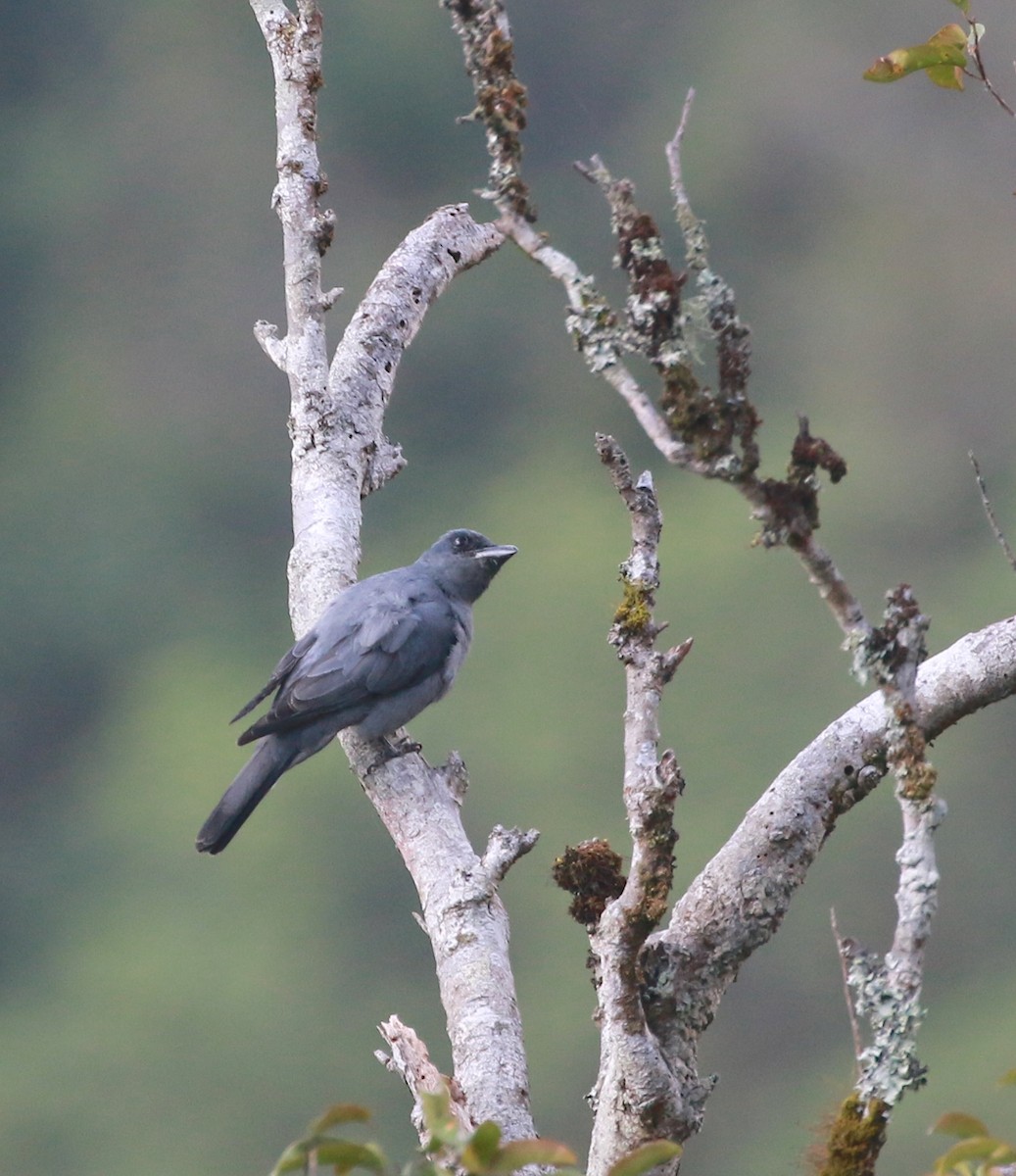 Sunda Cuckooshrike - ML629037814