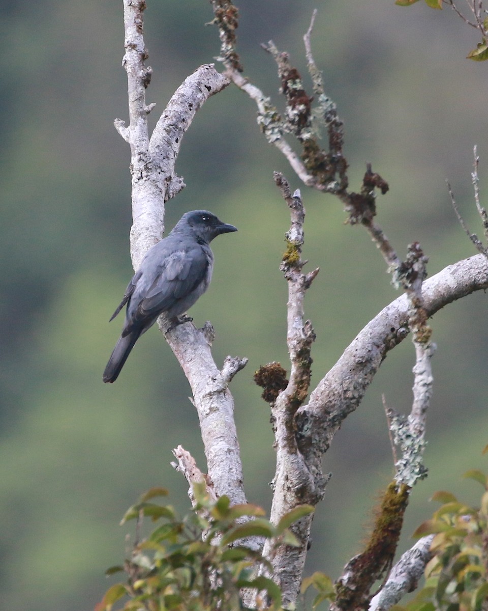 Sunda Cuckooshrike - ML629037815