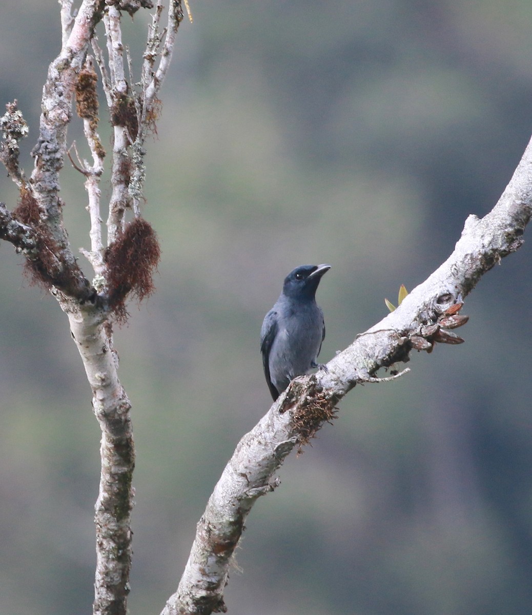 Sunda Cuckooshrike - ML629037818