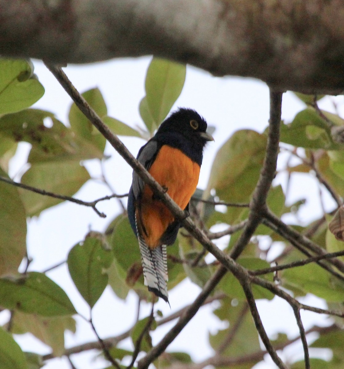 Gartered Trogon - ML629037900