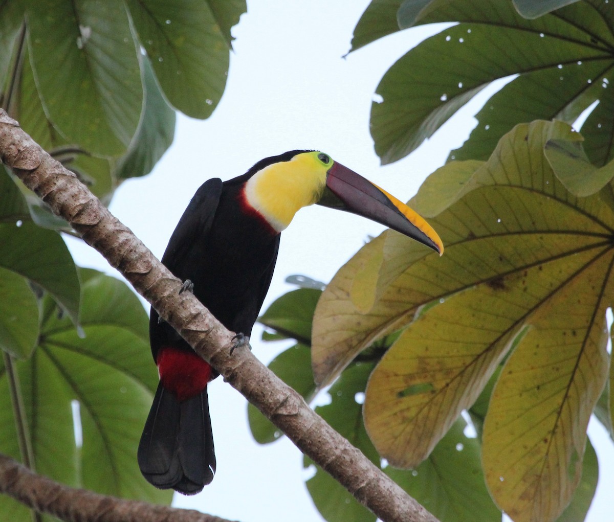 Yellow-throated Toucan - ML629037925
