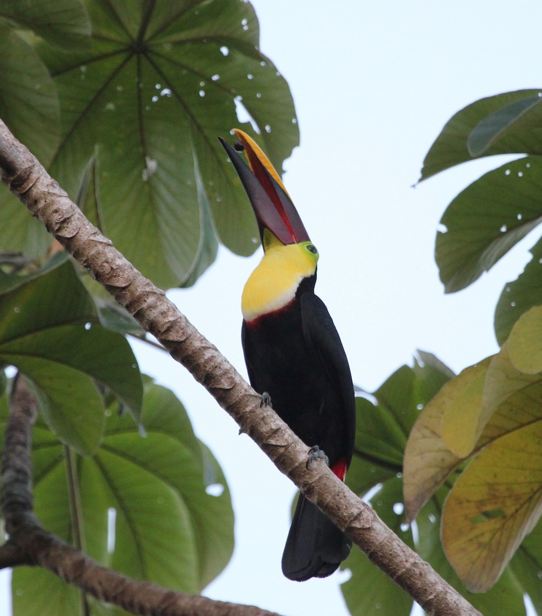 Yellow-throated Toucan - ML629037926