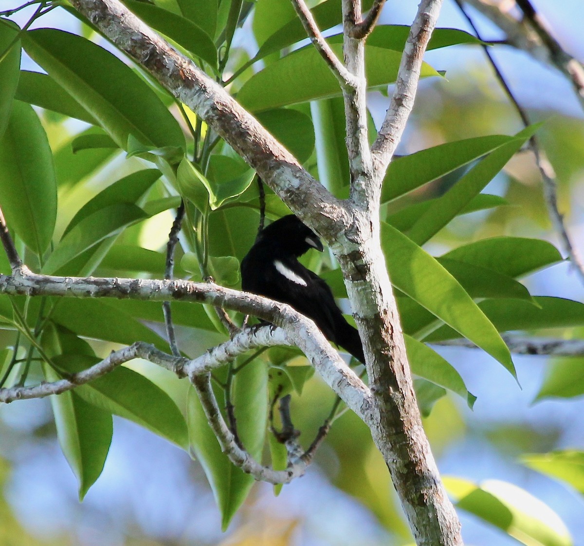 White-shouldered Tanager - ML629037959