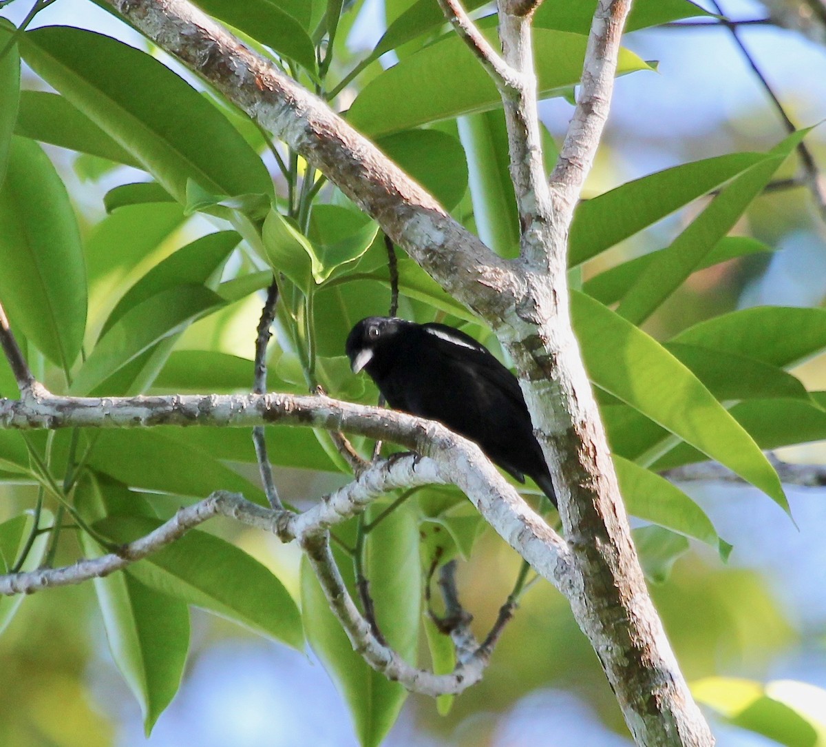 White-shouldered Tanager - ML629037960