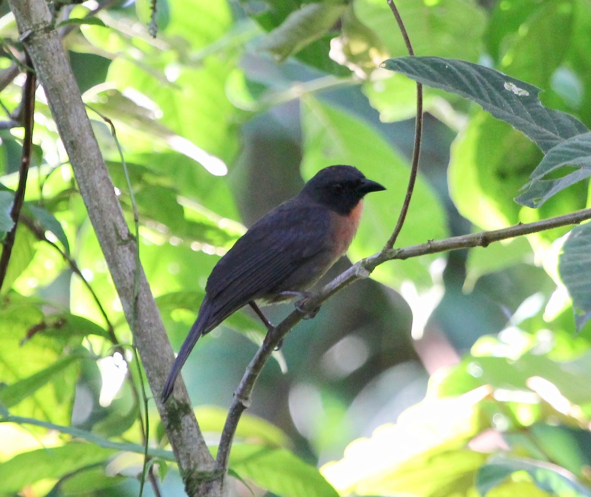 Black-cheeked Ant-Tanager - ML629037986
