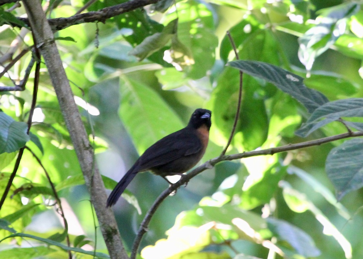 Black-cheeked Ant-Tanager - ML629037987
