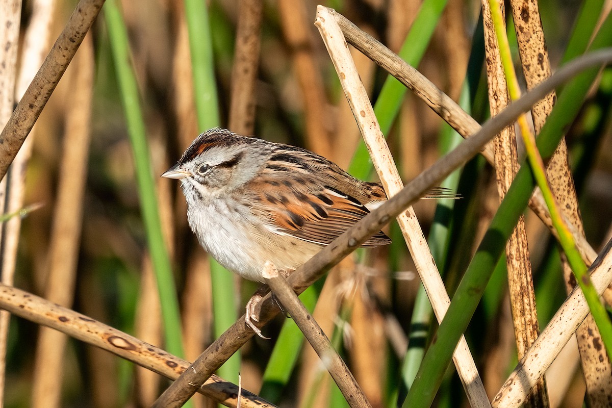 Swamp Sparrow - ML629038166
