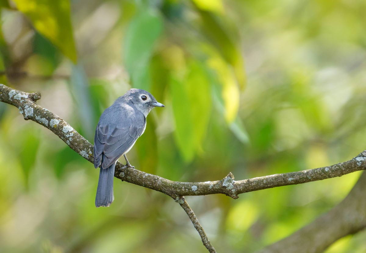 White-eyed Slaty-Flycatcher - ML629038169